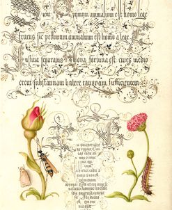 Mira Calligraphiae P11