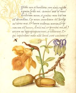 Mira Calligraphiae P12