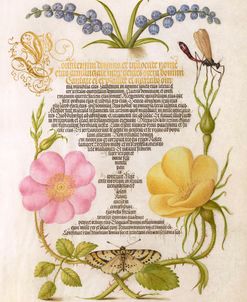 Mira Calligraphiae P15