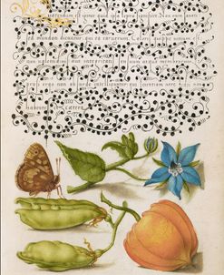 Mira Calligraphiae P16