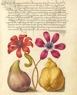 Mira Calligraphiae P39