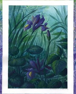 Water Iris