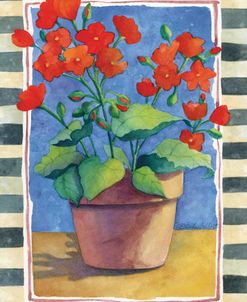 Geraniums