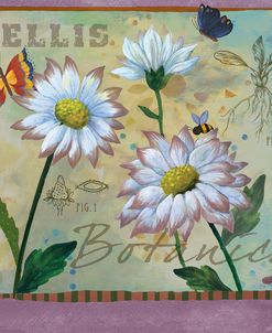 Bellis Botanica