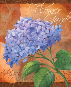 Hydrangea