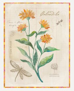 Calendula Flora