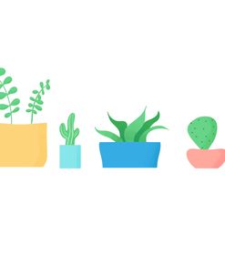 Minimalist Cactus Illustration
