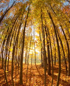 Autumn In The Woods