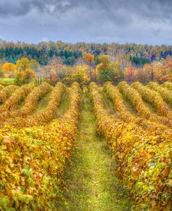 Autumn Vineyards