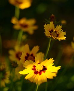 Yellow Flowers