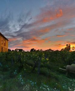 Colors Over The Vineyard