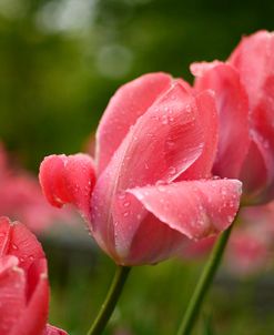 Pink Tulips