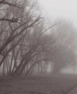 Fog Trail