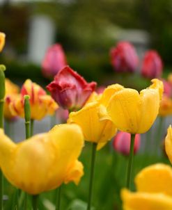 Tulips In The Rain