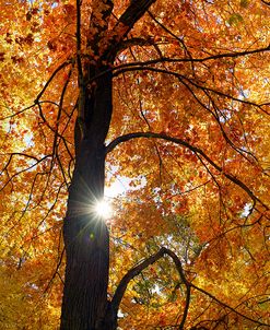 Canopy Of Color