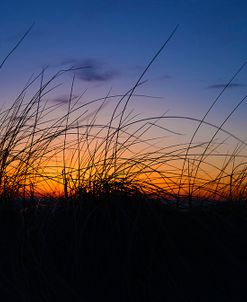 Beach Grass Colors