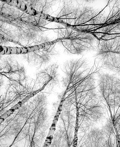 Through The Birch Trees
