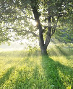 Orchard Sunrays