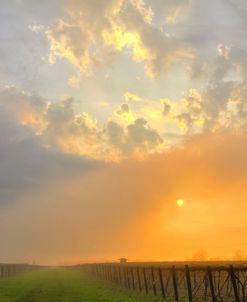 Vineyard Morning