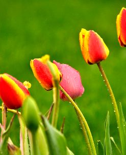 Spring Tulips