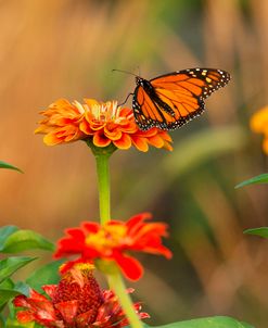 Butterfly And Flowers