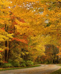 Autumn Canopy