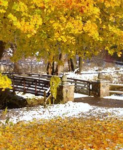 Autumn Snow