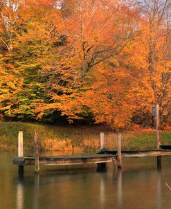 Fall Orange