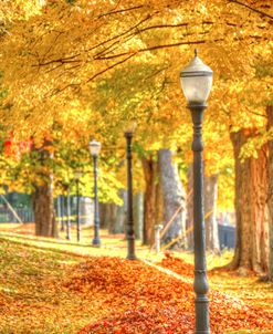 Lamp Post And Leaves