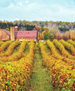 Autumn Grape Vines