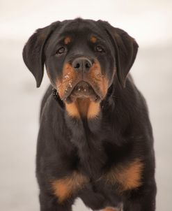 Rottweiler In Snow