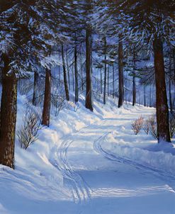Forest Road Panorama