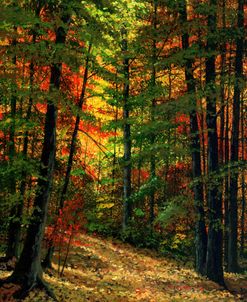 Deep In The Forest