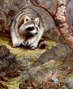 Raccoon Found Treasure