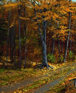 Abandoned Road In Autumn