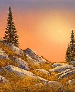 Sunset Spruces