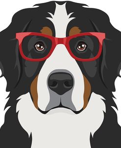 Bernese Mountain Dog Wearing Hipster Glasses