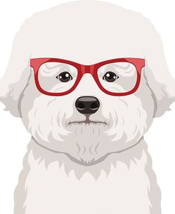 Bichon Wearing Hipster Glasses