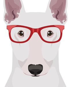 Bull Terrier Wearing Hipster Glasses