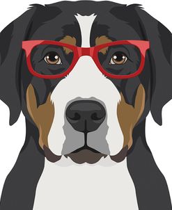 Greater Swiss Mountain Dog Wearing Hipster Glasses