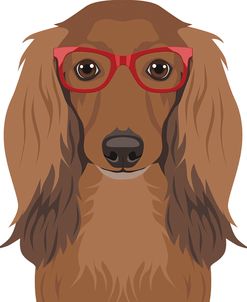 Long Haired Dachshund Wearing Hipster Glasses