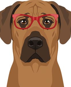 Rhodesian Ridgeback Wearing Hipster Glasses