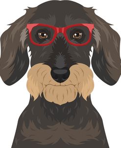 Wire Haired Dachshund Wearing Hipster Glasses