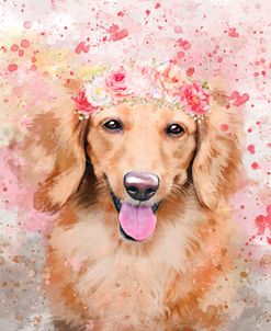 Flower Crown Long Haired Dachshund