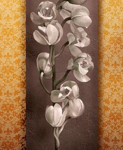 Cymbidium Decor