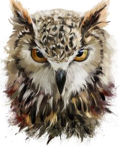 Long-Eared Owl Portrait