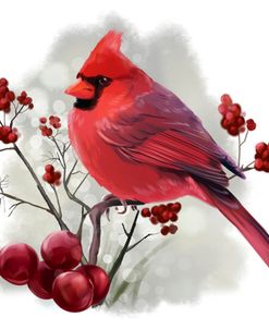 Bird Cardinal Sitting On A Branch