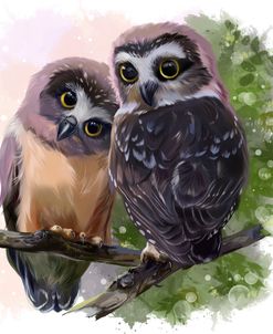 Two Northern Saw-Whet Owls