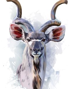 Kudu