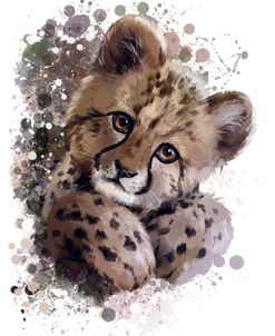 Cheetah
